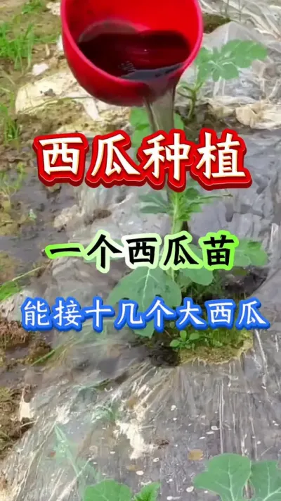西瓜种植 一个西瓜苗能接十几个大西瓜#西瓜种植#西瓜管理