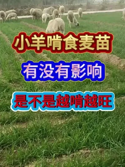 小羊啃食麦苗有没有影响是不是越啃越旺 #小麦种植#小麦管理 #农业种植 #三农 #分享农业知识帮农民增产增收