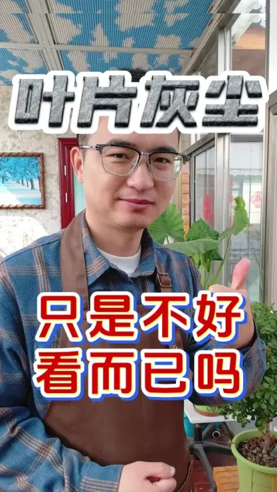 叶片上面有灰尘，只是不好看而已吗?#养花 #花卉绿植 #除污亮叶剂