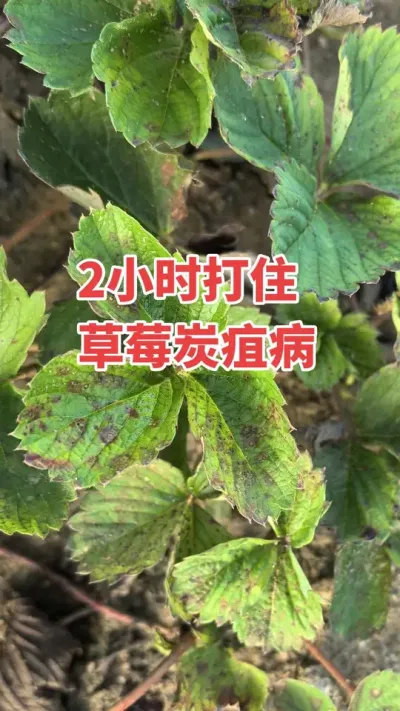 草莓炭疽病大爆发，一个高招搞定它#记录生活 #随手拍 #大自然的馈赠