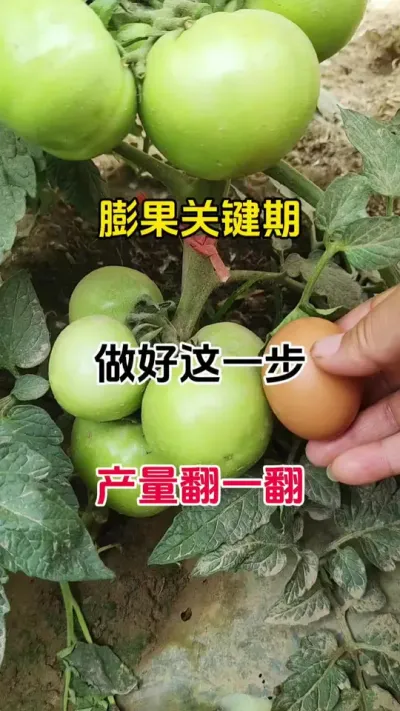 做好这一步，产量翻一翻#一包搞定 #每天分享农业小知识 #每天分享种植农业小知识 #番茄种植