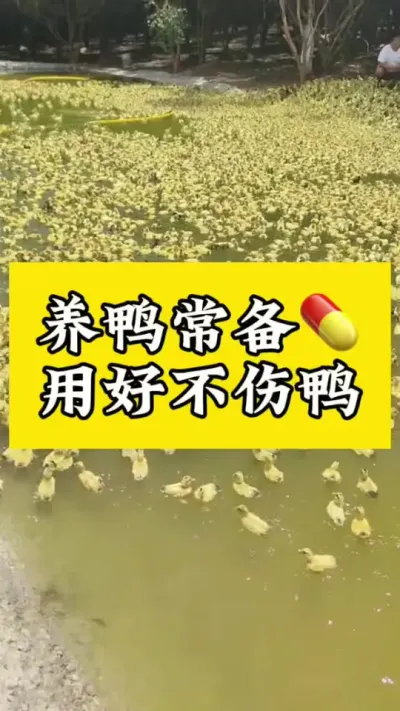 养鸭常用#科学养鸭 #养殖技术 #养鸭流程 #养鸭技术分享 #科学养鸭