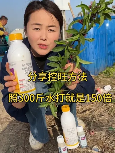 桃树春季控旺 好评100的多效挫氨基酸组合控旺 #传播农业小知识 #农业植保知识分享 #果树管理技术 #农业种植