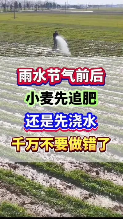 雨水节气前后，小麦先追肥还是先浇水？千万别做错了！#小麦种植  #小麦高产  #小麦追肥  #小麦种植管理技术 #增产增收
