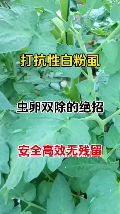 打白粉，虫卵双除的绝招。安全又高效无残留#白粉虱 #白粉虱的防治方法 #番茄种植 #抖音助农 #农业种植
