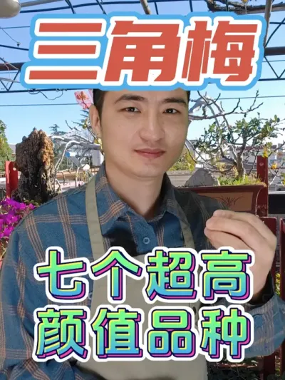 七个超高颜值的三角梅品种，看看你喜欢哪种吧！ #养花  #三角梅  #花卉绿植