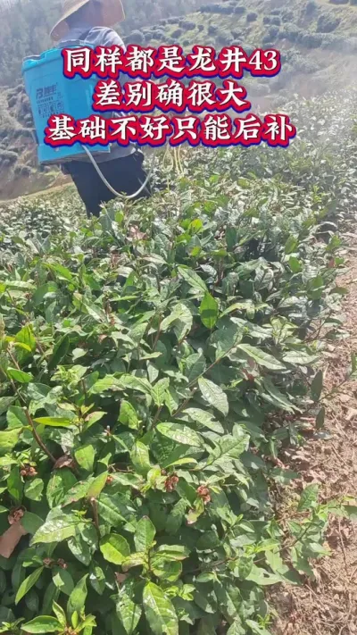 #龙井43茶叶种植管理#春茶明前茶龙井茶叶#春茶采摘