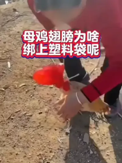 快来看，母鸡翅膀上绑塑料袋#养鸡 #农村散养土鸡#养鸡技术 #母鸡#养鸡小妙招