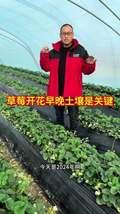 #草莓种植管理技术和方法 #关注我每天为你分享更多农业知识 #关注我每天分享种植知识 #草莓苗种苗