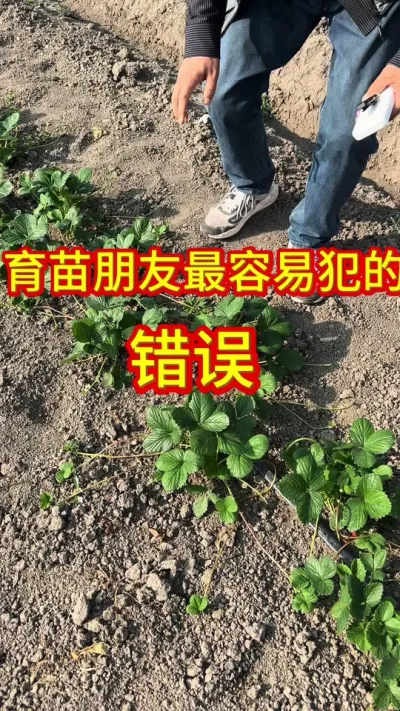 #草莓苗育苗基地 #草莓种植管理技术和方法 #草莓苗出售