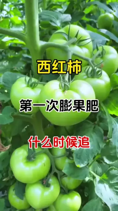 西红柿第一次膨果肥什么时候？#西红柿膨果专用叶面肥 #膨果肥配方 #西红柿种植