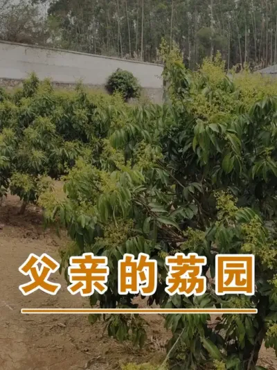 这个父亲，这次他是为了自己而奋斗#广西灵山荔枝果苗#农业创业#抖音新农人计划2025#吕老师种果苗#广西灵山荔枝果苗