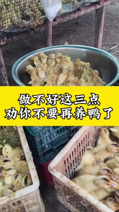 做不好这三点，劝你不要再养鸭了#养鸭人 #肉鸭养殖 #番鸭 #养殖技术交流 #养鸭技术