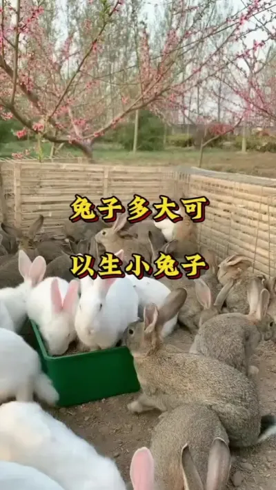 兔子多大可以生小兔子 #养兔人  #养兔  #肉兔养殖  #养兔技术 #养兔子注意事项