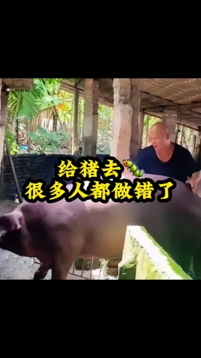 #所有养猪人 #猪喂什么饲料长得最快 #服务三农支持三农 #每天分享实战养猪经验 #养猪人不容易