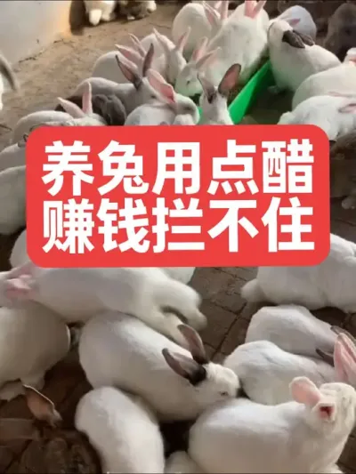 养兔用点醋，赚钱拦不住 #兔子#三农#养殖#养兔子#养兔人