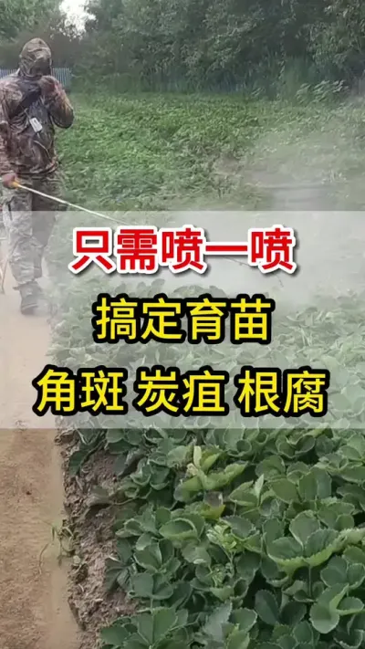 只需用它喷一喷，解决育苗各种病害#三农