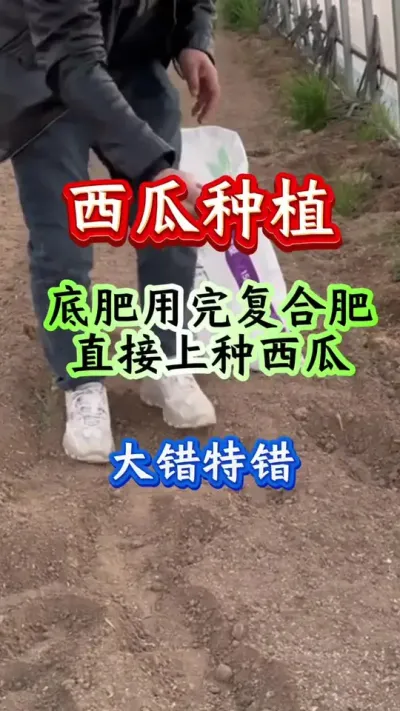 西瓜种植 西瓜种植底肥撒完复合肥直接种西瓜打错特错#西瓜种植 #西瓜管理 #西瓜底肥