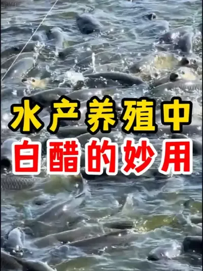 白醋在水产养殖中的作用 #水产养殖 #四大家鱼养殖 #养殖 #鱼 #农村