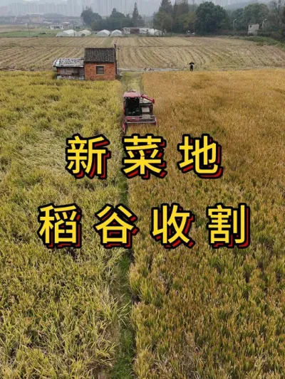 新菜地开荒第3集，稻谷收割 #稻谷熟了