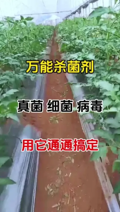 万能杀菌剂，提前预防，后期问题都适用#番茄种植 #病害防治 #杀菌剂 #农业种植