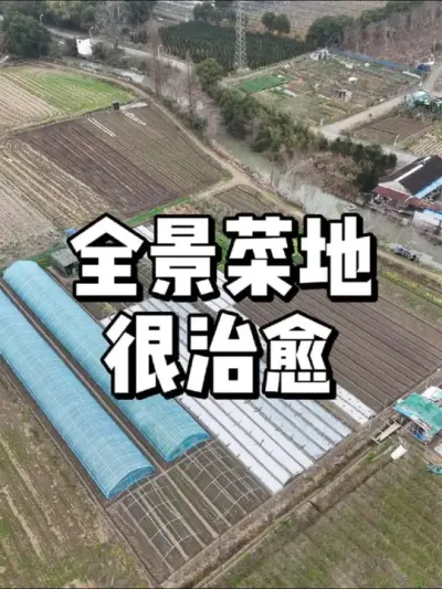 菜地全景欣赏，强迫症看了很治愈 #菜地