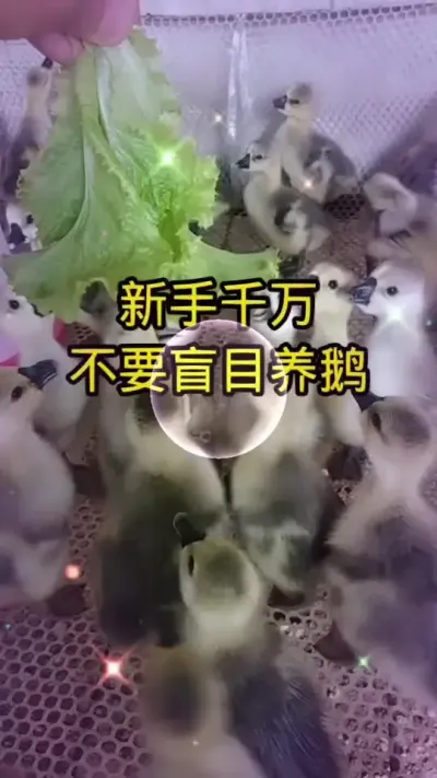 #养鹅技术分享 #科学养鹅 #鹅苗 #肉鹅养殖