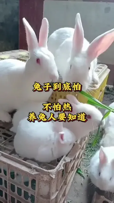 兔子到底怕不怕热，养兔人要知道 #养兔  #肉兔养殖  #养兔人  #养兔技术