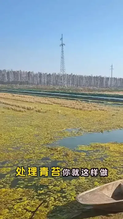 处理青苔你就这样做，三天就把青苔搞定了。#螃蟹养殖 #螃蟹养殖 #大闸蟹养殖 #河蟹养殖 #三农 @DOU+小助手