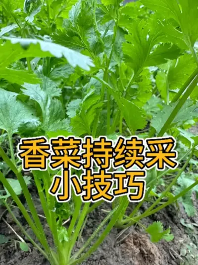 香菜采摘技巧 #种植小技巧 #我的小菜园 #香菜种植 #阳台种菜 #采摘采摘啦