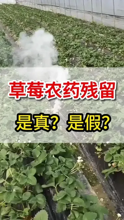 草莓有农药残留，是真是假你知道么#草莓🍓