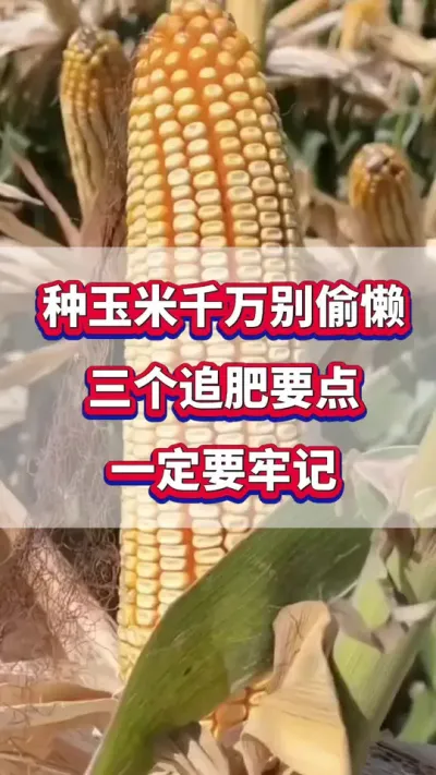 种玉米千万别偷懒，三个追肥要点，一定要牢记！#玉米种植 #玉米高产 #玉米追肥 #玉米种植管理技术