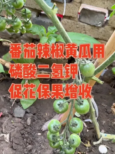 番茄开花喷点磷酸二氢钾，开花结果用车拉，黄瓜辣椒喷点它，秧子压塌架#磷酸二氢钾 #叶面肥 #番茄 #黄瓜 #农业种植