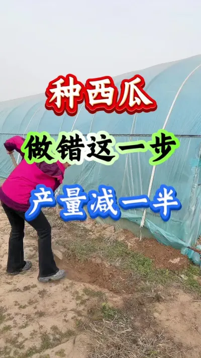 西瓜种植 做错这一步产量减一半#西瓜种植#西瓜管理#早春西瓜
