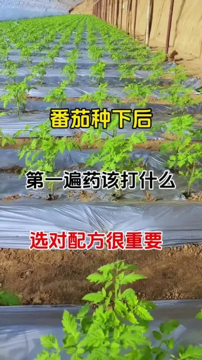 番茄种下去，第一遍药该打什么，选对配方很关键#番茄种植 #三农种植 #西红柿种植 #番茄预防病害