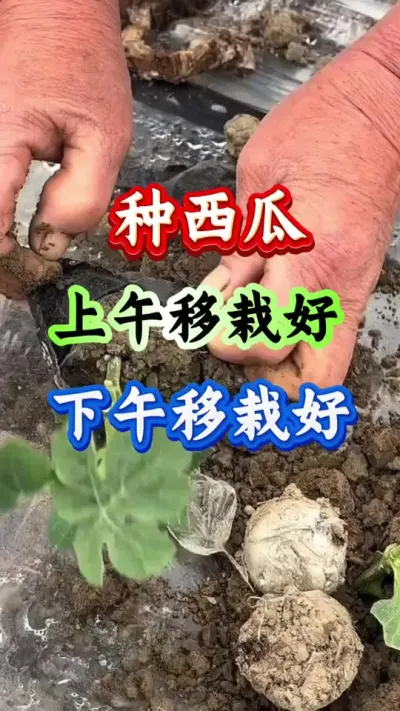 西瓜种植 种西瓜上午移栽好下午移栽好 #西瓜种植 #西瓜管理 #西瓜高产 #病害防治