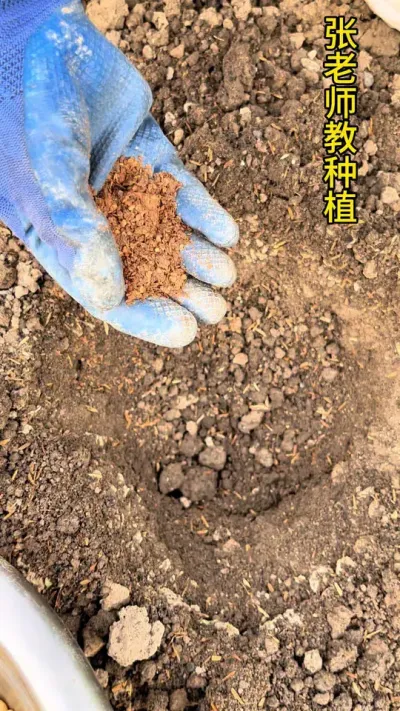 要想甜瓜香甜可口，你可以撒把黄豆和芝麻饼肥#农业种植 #关注我一起学种菜 #甜瓜种植 #甜瓜种植技术