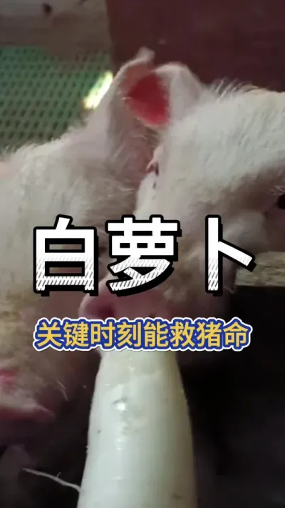 #猪喂什么饲料长得最快 #所有养猪人 #每天分享养殖技术和经验 #农村养猪专业户 #养猪人不容易