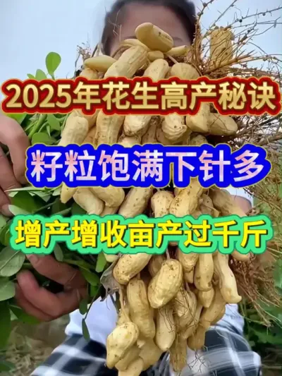 2025年花生高产秘诀籽粒饱满下针多增产增收亩产过千斤 #花生种植 #种植小技巧 #花生高产 #农业种植 #服务三农支持三农