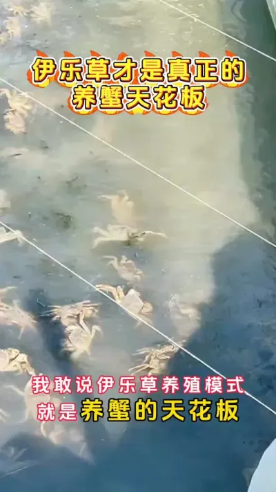 伊乐草才是真正的养蟹天花板。#河蟹养殖 #大闸蟹养殖 #鱼虾蟹养殖 #螃蟹养殖 #三农 @DOU+小助手