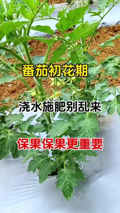 番茄初花期，切勿浇水施肥，保花保果才是高产关键#西红柿种植 #促花保果 #农业种植