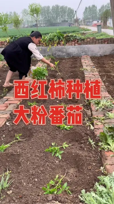 移栽自己育苗的大粉番茄苗，老公帮忙改造菜园，大姐帮忙种植，一家人忙得不亦乐呼，今年肯定能大丰收了吧 #番茄 #番茄种植 #种植小技巧 #强迫症治愈系 #我的小菜园