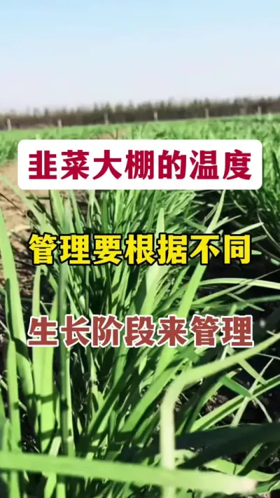 韭菜大棚的温度管理，要根据不同生长阶段来管理。#韭菜管理 #韭菜种植 #韭菜大棚 #韭菜高产 #韭菜大棚