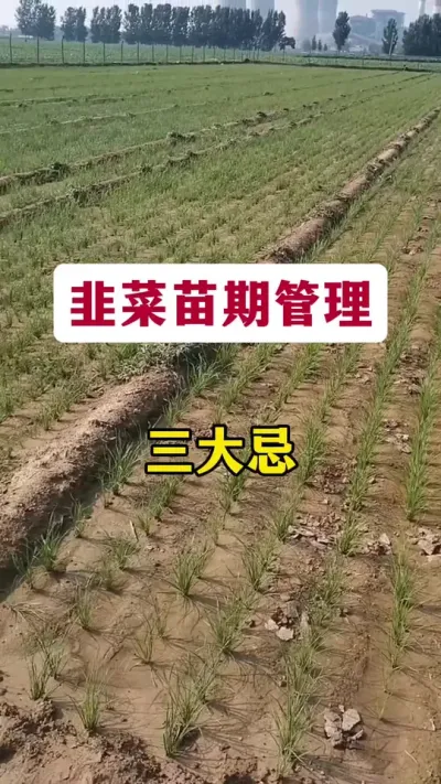 韭菜苗期管理三大忌。#韭菜种植 #韭菜种植方法 #韭菜苗期管理 #种韭菜 #韭菜施什么肥根粗