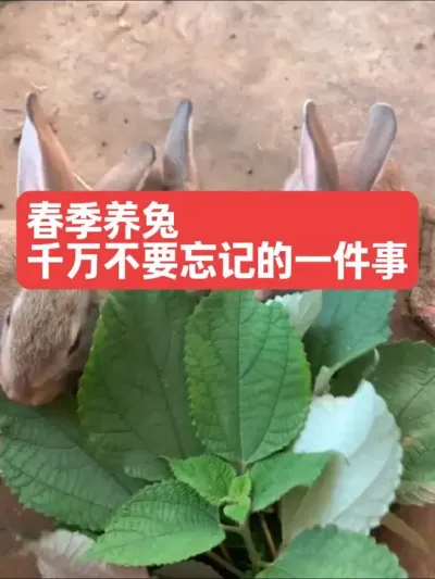 春季养兔，千万不要忘记的一件事 #兔子#三农#养兔#养殖
