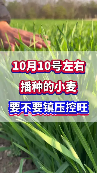 10月10号左右播种的小麦，要不要镇压控旺！#小麦种植  #小麦控旺 #小麦高产 #小麦种植管理技术