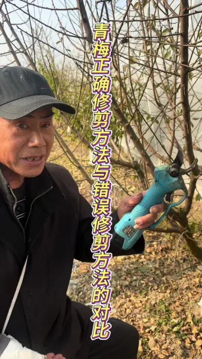 正确的修剪决定了你的产量，新方法与老传统选择其优点 才能获得更多的产量#田间地头实操干货 #果树修剪 #来抖音学农枝 #三农