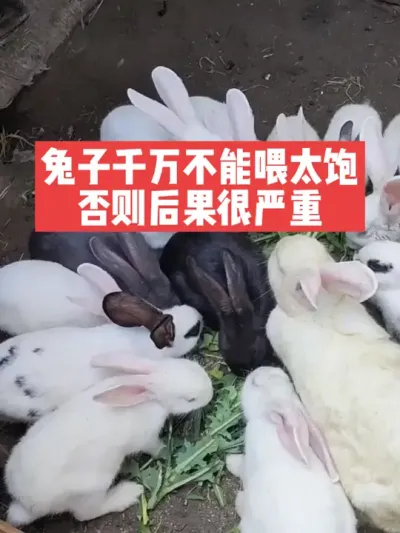 兔子千万不能喂太饱，否则后果很严重 #兔子#三农#养殖#养兔人