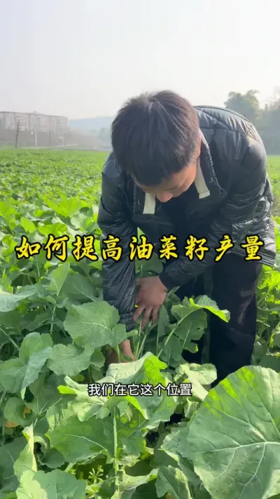 如何提高油菜产量，这里有个小技巧#种植小技巧 #农业种植