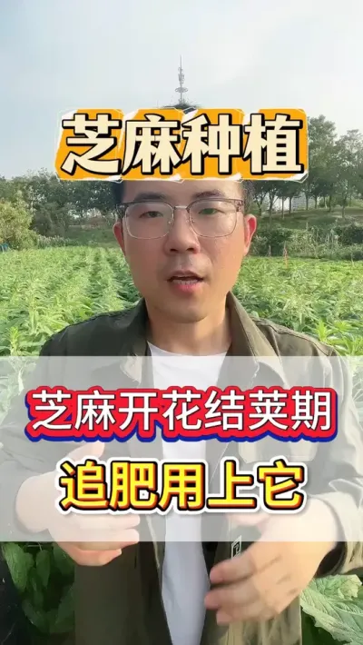 芝麻到结荚期，一定要追肥！ 芝麻到结荚期，一定要追肥！#芝麻 #芝麻种植 #芝麻种植技术 #三农 #农业种植